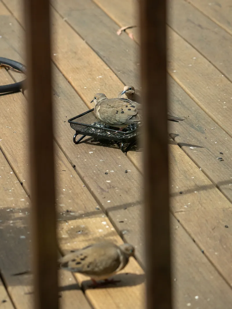 Doves eating seeds