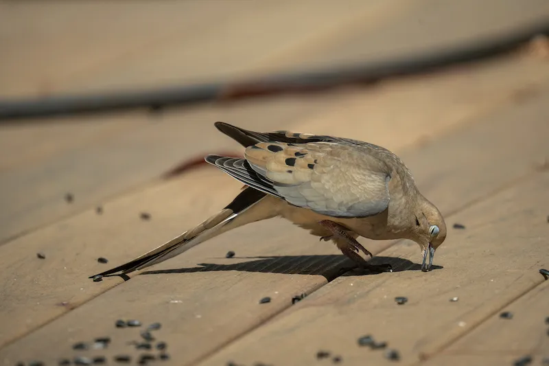 Injured dove