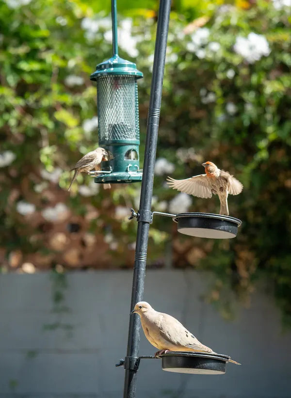 Mourning dove pondering life