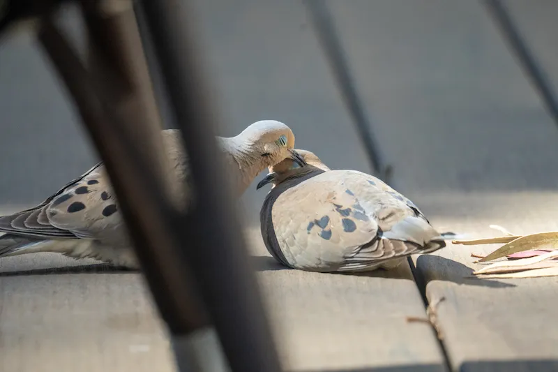 Preening